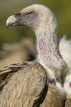 Griffon Vulture (Gyps fulvus), Castile-Leon, Spain