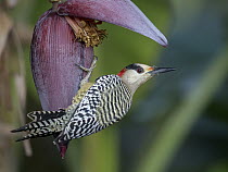 West Indian Woodpecker (Melanerpes superciliaris) female, Cuba
