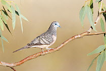Peaceful Dove (Geopelia placida), Victoria, Australia