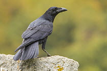 Common Raven (Corvus corax), Castile-Leon, Spain