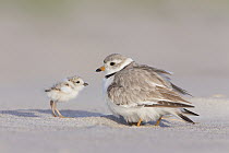 Piping Plover (Charadrius melodus) with chick, Massachusetts