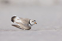 Piping Plover (Charadrius melodus) in broken wing display, Massachusetts