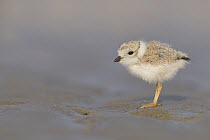 Piping Plover (Charadrius melodus) chick on beach, Massachusetts