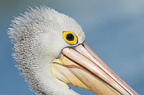 Australian Pelican (Pelecanus conspicillatus), New South Wales, Australia