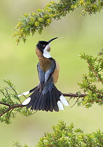 Eastern Spinebill (Acanthorhynchus tenuirostris) in defensive posture, New South Wales, Australia