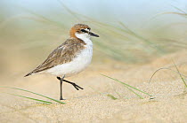 Red-capped Plover (Charadrius ruficapillus) on beach, New South Wales, Australia
