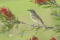 Yellow-faced Honeyeater (Lichenostomus chrysops), New South Wales, Australia