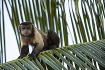 Brown Capuchin (Cebus apella), Guyana