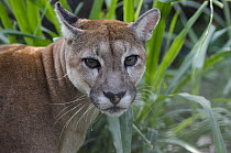 Mountain Lion (Puma concolor), Guyana Zoological Park, Georgetown, Guyana