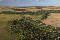 Aguache Palm (Mauritia flexuosa) trees on savanna, Rurununi, Guyana