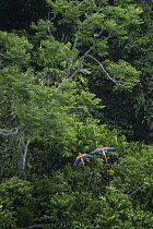 Scarlet Macaw (Ara macao) pair flying over rainforest, Rupununi, Guyana