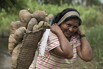 Cassava (Manihot esculenta) roots being carried by Wai-wai woman, Guyana