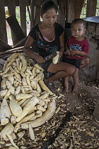 Cassava (Manihot esculenta) roots being peeled by Wai-wai woman, Guyana