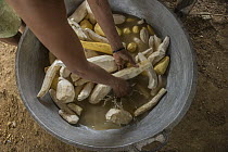 Cassava (Manihot esculenta) roots being washed by Wai-wai woman, Guyana