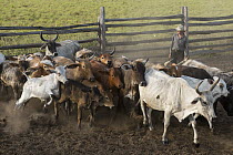 Domestic Cattle (Bos taurus) herd being rounded up, Saddle Mountain, Rurununi, Guyana