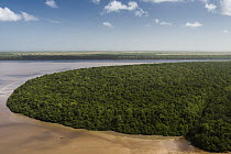 Mangrove (Rhizophora sp) forest, Georgetown, Guyana