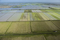 Rice (Oryza sp) fields, Guyana