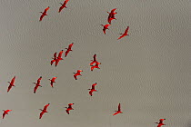 Scarlet Ibis (Eudocimus ruber) flock flying, Shell Beach, Guyana
