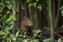 Capybara (Hydrochoerus hydrochaeris), Guyana Zoological Park, Georgetown, Guyana
