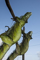 Green Iguana (Iguana iguana) pair in market, to be sold for meat consumption, Georgetown, Guyana