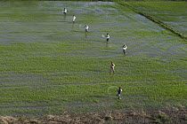 Rice (Oryza sp) field and workers, Guyana