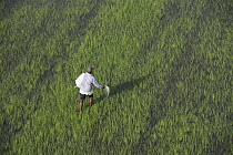Rice (Oryza sp) field and worker, Guyana