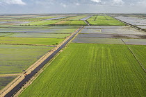 Rice (Oryza sp) fields, Guyana