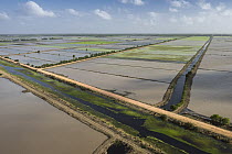 Rice (Oryza sp) fields, Guyana