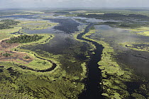 Coastal wetland, Abari Swamps, Guyana