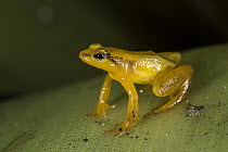Beebe's Rocket Frog (Colostethus beebei), Kaieteur Falls, Potaro River, Kaieteur National Park, Guyana