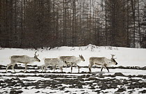 Siberian Tundra Reindeer (Rangifer tarandus sibiricus) group, Putorana Plateau, Siberia, Russia