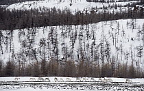 Siberian Tundra Reindeer (Rangifer tarandus sibiricus) herd in taiga, Putorana Plateau, Siberia, Russia