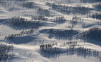 Taiga and tundra in winter, Putoransky State Nature Reserve, Putorana Plateau, Siberia, Russia