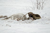 Wolverine (Gulo gulo) feeding on Siberian Tundra Reindeer (Rangifer tarandus sibiricus) carcass, Putoransky State Nature Reserve, Putorana Plateau, Siberia, Russia