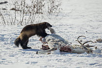 Wolverine (Gulo gulo) feeding on Siberian Tundra Reindeer (Rangifer tarandus sibiricus) carcass, Putorana Plateau, Siberia, Russia