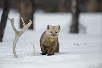 Sable (Martes zibellina) next to Siberian Tundra Reindeer (Rangifer tarandus sibiricus) antler, Putoransky State Nature Reserve, Putorana Plateau, Siberia, Russia