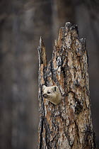 Sable (Martes zibellina) in tree stump, Putoransky State Nature Reserve, Putorana Plateau, Siberia, Russia