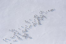 Siberian Tundra Reindeer (Rangifer tarandus sibiricus) herd migrating through snow, Putoransky State Nature Reserve, Putorana Plateau, Siberia, Russia