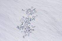 Siberian Tundra Reindeer (Rangifer tarandus sibiricus) herd migrating through snow, Putorana Plateau, Siberia, Russia