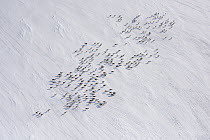 Siberian Tundra Reindeer (Rangifer tarandus sibiricus) herd migrating through snow, Putoransky State Nature Reserve, Putorana Plateau, Siberia, Russia