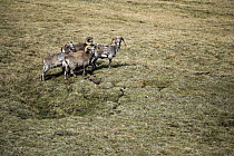 Putorana Snow Sheep (Ovis nivicola borealis) rams, Putorana Plateau, Siberia, Russia
