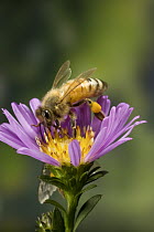 Honey Bee (Apis mellifera) with pollen baskets, Oregon