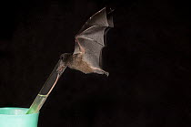 Tube-lipped Nectar Bat (Anoura fistulata), newly discovered species, feeding on sugar water, native to Andes