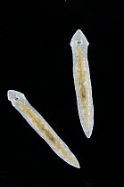 Flatworm (Girardia tigrina) pair, Spain