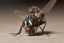 House Fly (Musca domestica) covered with Mites (Macrocheles muscaedomesticae) which use the fly for transportation, Spain