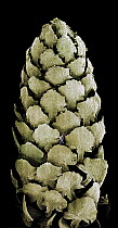 Italian Stone Pine (Pinus pinea) stamen, magnified 14 times, of male flower, Barcelona, Spain