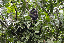 Bonobo (Pan paniscus) young in day nest, Democratic Republic of the Congo