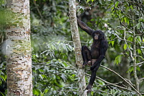 Bonobo (Pan paniscus) male in tree, Democratic Republic of the Congo