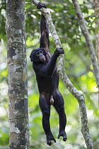 Bonobo (Pan paniscus) male hanging in tree, Democratic Republic of the Congo