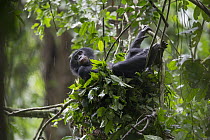 Bonobo (Pan paniscus) female in day nest, Democratic Republic of the Congo